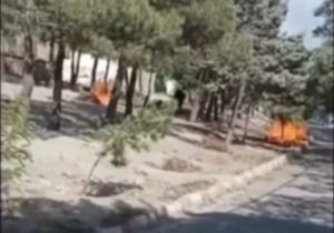 آتش زدن درختان در تبریز!