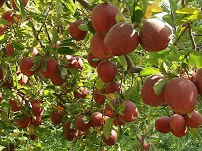 تعطیلی جشنوارهها در قطب تولید میوه آذربایجانشرقی