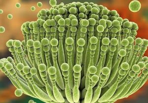 دستیابی به باکتری پروبیوتیک بومی علیه سم آفلاتوکسین مواد غذایی در تبریز