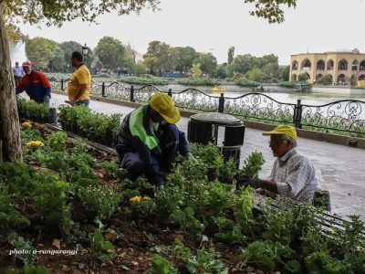 کاشت یک میلیون و ۲۰۰ هزار بوته گل طی کاشت پاییزه در تبریز