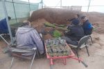 تولید و نشاء زنی ۹ هزار گل گازینا توسط گلخانه شهرداری منطقه ۱
