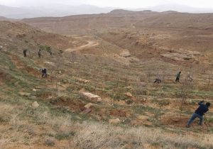 هدفگذاری افزایش ۱۰۰ هکتاری فضای سبز تفرجگاه جنگلی آرپادره‌سی
