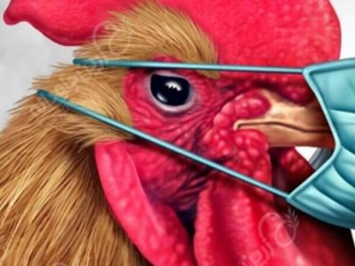 علائم آنفولانزای فوق حاد پرندگان و راههای انتقال به انسان