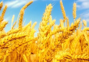 افزایش ۲۰ درصدی سطح جهش تولید در دیمزارهای کشور