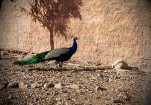 باغ پرندگان و حیات وحش تفرجگاه عینالی تبریز