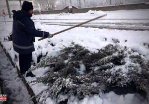 برف تکانی درختان شهرک خاوران در پی بارش برف