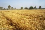 اهر اولین تولید کننده جو در استان