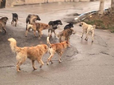 سگ های ولگرد معضلی برای جامعه شهر نشینی