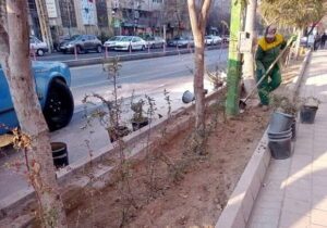 کاشت ۱۰۰۰ بوته درختچه برگ نو، زرشک و پیراکانتا در پیاده روهای خیابان امام خمینی(ره)