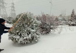 درختان فضاهای سبز شرق تبریز برف تکانی شد