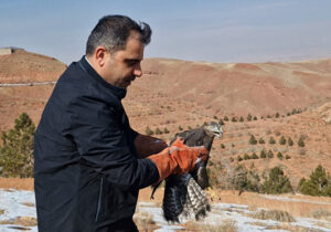 رهاسازی پرندگان شکاری در طبیعت عینالی
