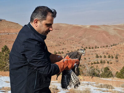 رهاسازی پرندگان شکاری در طبیعت عینالی