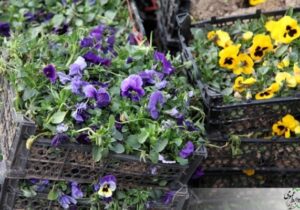 خرید ۲۵۰ هزار گل بهاره توسط شهرداری منطقه ۸ برای اجرای طرح بهاره شهرداری تبریز