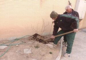 کاشت ۳۰۰ نهال میوه در منازل شهروندان سطح حوزه شهرداری منطقه یک تبریز