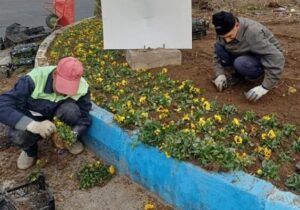 آغاز کاشت انواع گل بهاره در محدوده شهرداری منطقه ۸