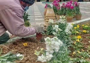 کاشت ۳۰هزار بوته گل شب بو در منطقه تاریخی فرهنگی تبریز