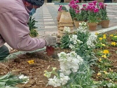 کاشت ۳۰هزار بوته گل شب بو در منطقه تاریخی فرهنگی تبریز