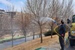 ۱۵۰ هزار اصله درخت طی ۱۰ روز آینده درجنوب غرب تبریز سم پاشی می شوند