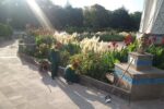 ساماندهی فضای سبز و وجین کاری گلها در محدوده شهرداری منطقه ۸