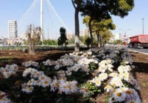 جلوه زیبای پائیزه در تبریز با کاشت گل های داودی و کلم زینتی