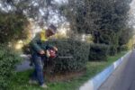  آغاز عملیات هرس و فرم‌دهی درختچه‌ها و ارقام ردیفی سطح شهر تبریز