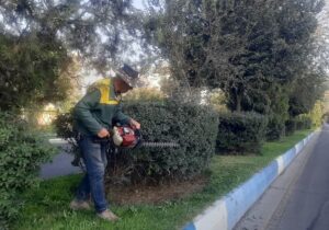  آغاز عملیات هرس و فرم‌دهی درختچه‌ها و ارقام ردیفی سطح شهر تبریز