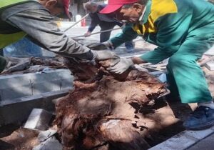 حذف کنده‌های خشکیده درختان در محدوده شهرداری منطقه ۸