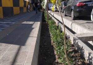 کاشت ۵۰۰ درختچه شمشاد در باغچه های خیابان شریعتی