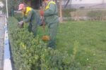 هرس و فرم‌دهی ارقام ردیفی در محدوده شهرداری منطقه ۸