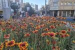 طراوت پاییز در تبریز با کاشت گل‌های فصلی در سطح منطقه یک