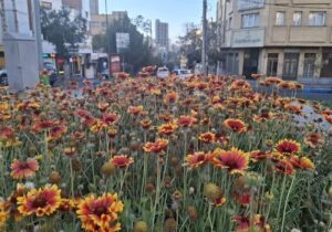 طراوت پاییز در تبریز با کاشت گل‌های فصلی در سطح منطقه یک