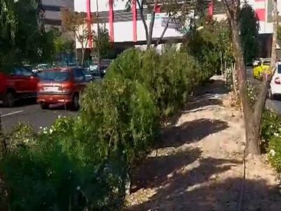 هرس تخصصی و فرم‌دهی هنری در بلوار استاد شهریار با رویکرد آموزشی و زیباشناسانه