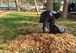 جمع آوری برگهای خزان درختان از معابر و بوستاهای شهرداری منطقه ۸