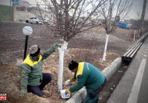 اجرای طرح اندودکاری تنه درختان در معابر اصلی منطقه ۹ / استفاده از ۲.۵ تن مخلوط محافظ در مرحله اول