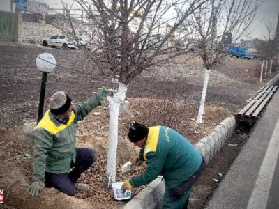 اجرای طرح اندودکاری تنه درختان در معابر اصلی منطقه ۹ / استفاده از ۲.۵ تن مخلوط محافظ در مرحله اول