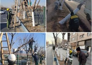 اجرای گسترده اندودکاری و هرس اصولی درختان با هدف ارتقای سلامت فضای سبز شهری