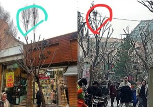 هرس درختان پیاده راه تربیت با حفظ لانه پرندگان