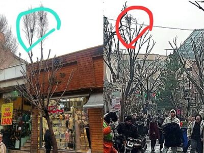 هرس درختان پیاده راه تربیت با حفظ لانه پرندگان