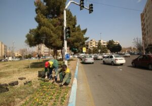 کاشت ۳۰ هزار جعبه گل بنفشه در منطقه ۷ در آستانه بهار