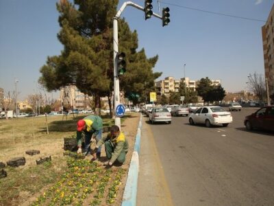 کاشت ۳۰ هزار جعبه گل بنفشه در منطقه ۷ در آستانه بهار
