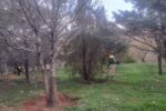 تداوم ایجاد تشتک پای درختان و دفع علفهای هرز حوزه فضای سبز منطقه ۱۰