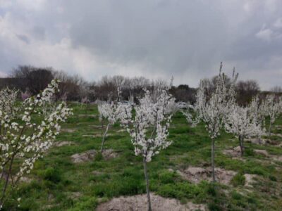 افتتاح ۳ باغ میوه در منطقه ۷ طی روزهای آینده؛ گام تازه در توسعه فضای سبز و احیای باغات تبریز