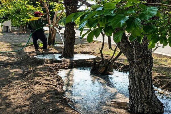 تداوم نگهداشت و آبیاری فضای سبز در منطقه ۴ تبریز تداوم نگهداشت و آبیاری فضای سبز در منطقه ۴ تبریز
