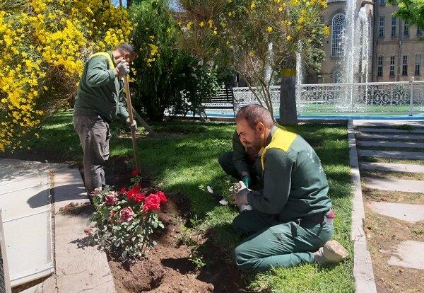 کاشت ۶۰۰ بوته گل رز و درختچه پاپیتال در محوطه عمارت تاریخی ساعت