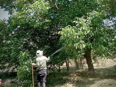 سمپاشی ۲۵۰۰ اصله درخت و ۱۵۰۰ بوته در مجموعه الغدیر