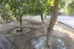 آبیاری مداوم فضای سبز شهرداری منطقه۸ در روزهای گرم سال