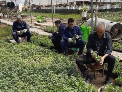 نشاء زنی ۸۰ هزار گل پاییزه در گلخانه شهرداری منطقه۸