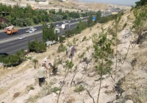 احداث دیوار سبز توسط شهرداری منطقه ۲ با کاشت ۵۰۰ اصله نهال کاج