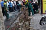 کاشت سه هزار ارقام ردیفی زرشک زینتی و ۵۰ عدد درخت توت کاکوزا و نارون در خیابان جمهوری اسلامی