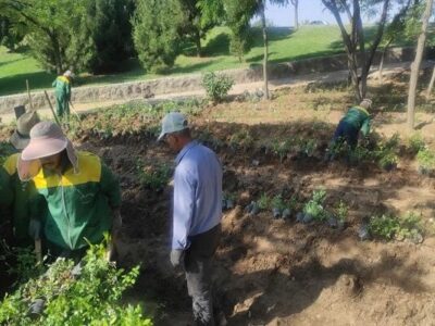 کاشت و واکاری ۱۸ هزار گلدان رز هفت‌رنگ و نسترن در رزکاری‌های سه‌راهی فرودگاه